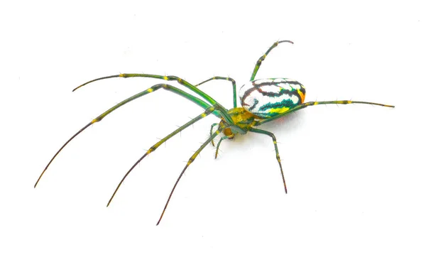 Leucauge Argyrobapta Veya Leucauge Mabela Mabel Orb Weaver Tetragnathidae Familyasından — Stok fotoğraf