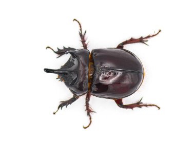 Yetişkin erkek Öküz Böceği ya da fil böceği - Strategus aloeus üç boynuz gösteriyor. Beyaz arkaplan üst sırt görünümünde izole edilmiş