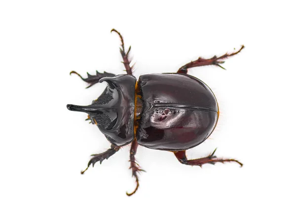 Escarabajo Buey Adulto Grande Escarabajo Elefante Strategus Aloeus Mostrando Tres —  Fotos de Stock