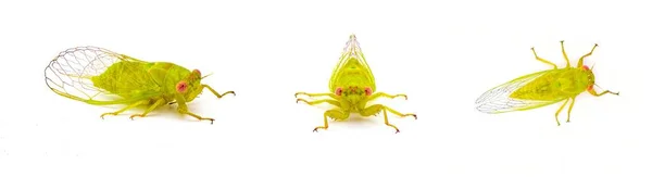 Kis Zöld Déli Kabóca Cicadettana Calliope Floridensis Egy Kis Lime — Stock Fotó