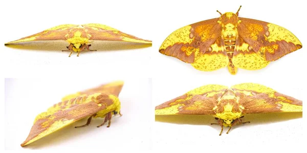 帝王蛾 一种非常大的黄色 紫色的巨型蚕蛾 颜色变化很大 在白色背景下孤立了四种观点 — 图库照片