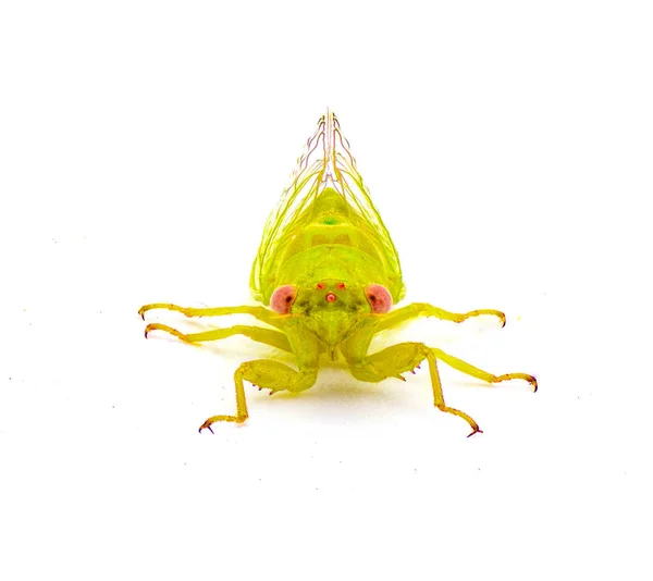 Маленька Зелена Південна Трава Цикада Цикада Цикадеттана Calliope Floridensis Невелика — стокове фото