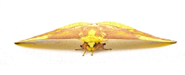 インペリアル イラクレス エンポリス 非常に大きな黄色のオレンジ色の茶色の紫色の巨大な絹の蛾で 色のバリエーションが豊富です 白い背景の正面ビューに分離 — ストック写真