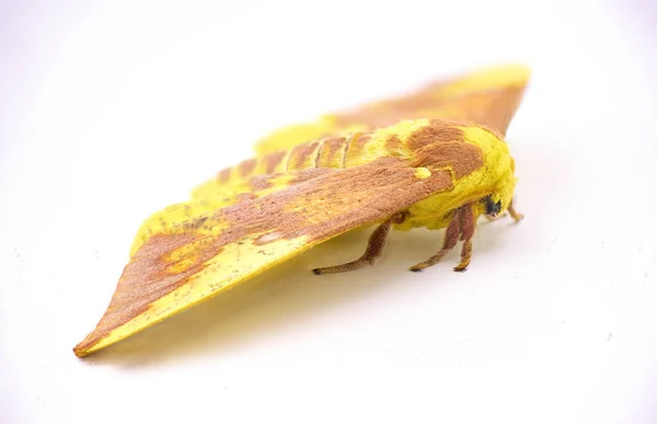 帝王蛾 一种非常大的黄色 紫色的巨型蚕蛾 颜色变化很大 在白色背景的顶部视图上隔离 — 图库照片