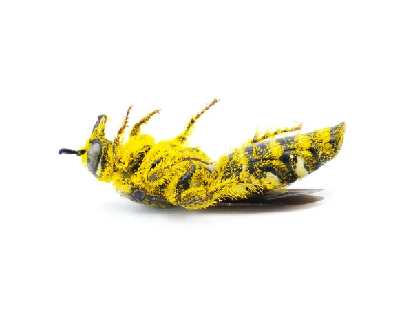 マクロ スタジオの株の写真だ黄色の花粉で背中に付いてる 白地に隔離された自然死 — ストック写真