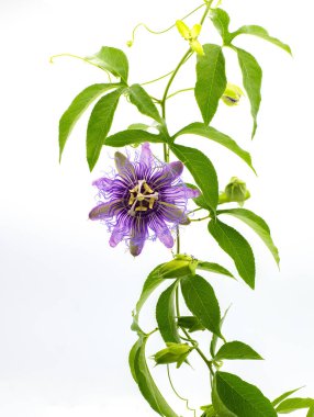 Passion flower passiflora incarnata Cincinnata tütsü melezi ile kesişir. Maypop ya da tutku sarmaşığı. Daha büyük mor çiçekler ve beş loblu yapraklar beyaz arka planda izole edilmiş tütsü özellikleridir.