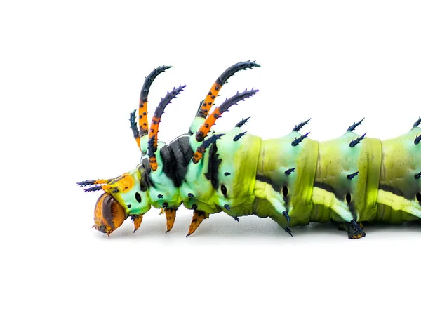 Hickory Horned Devil Citheronia Regalis Larva Caterpillar Form Regal Royal — Stock Photo, Image