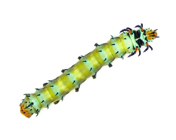 Diavolo Cornuto Hickory Citheronia Regalis Larva Bruco Forma Tignola Reale — Foto Stock