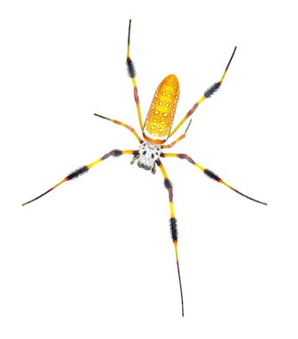 golden silk orb weaver or banana spider - Trichonephila clavipes - large adult female isolated on white background top dorsal view clipart