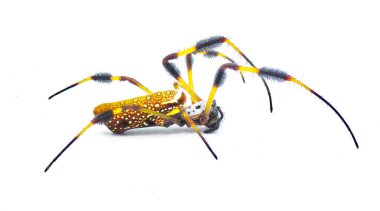 golden silk orb weaver or banana spider - Trichonephila clavipes - large adult female isolated on white background side profile view clipart