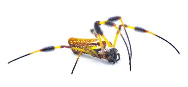 golden silk orb weaver or banana spider - Trichonephila clavipes - large adult female isolated on white background side front face view clipart