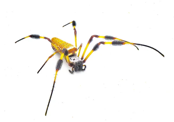 Altın Ipek Küre Dokumacı Muz Örümceği Trichonephila Clavipes Beyaz Arka — Stok fotoğraf