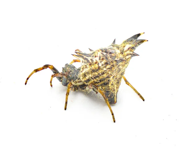Omurgalı Micrathena Veya Castleback Orbweaver Orb Dokumacı Örümceği Micrathena Gracilis — Stok fotoğraf