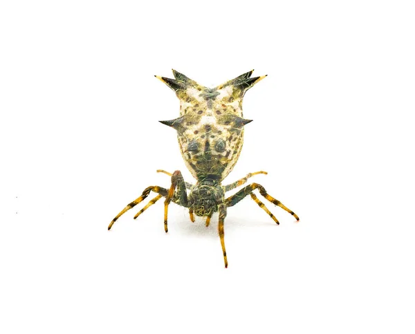 纺锤状的米克拉塞纳或头状花序梭织蜘蛛 米克拉塞纳优雅 雌性孤立在白色背景的前视图爬向相机 — 图库照片