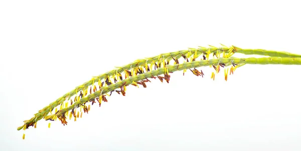 Восточный Гамаграсс Факахачи Трава Tripsacum Dactyloides Крупный План Семян Цветов — стоковое фото