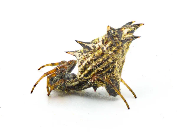 Micrathena Épine Castleback Orbweaver Orb Weaver Spider Micrathena Gracilis Femelle — Photo