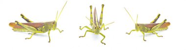 obscure bird grasshopper - Schistocerca obscura - with great detail green, yellow and brown insect with yellow back stripe, striped eyes, short antenna isolated on white background three views clipart