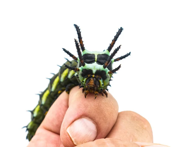 ヒッコリーホルンデビル コソニアレジスタリズム 人間の指の幼虫または王室のクルミのモットー 白い背景の前面の眺めで隔離された世界最大のキャタピラー — ストック写真