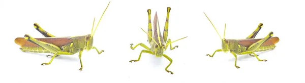Obskure Vogelheuschrecke Schistocerca Obscura Mit Großem Detailreichtum Grünes Gelb Und — Stockfoto