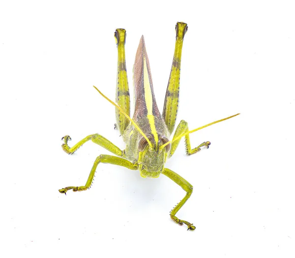 不显眼的鸟类蚱蜢 石斑鱼 非常详细的绿色 黄色和棕色昆虫 背带黄色 有条纹的眼睛 短的天线隔离在白色的背景前面的正面视图 — 图库照片