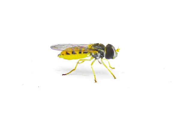 Pequeño Joven Calígrafo Hover Flower Syrphid Fly Hoverfly Del Género — Foto de Stock