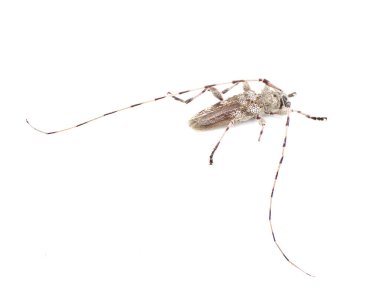 round head or Roundheaded Wood borer - Acanthocinus obsoletus - is a species of longhorn beetle with long antennae of the subfamily Lamiinae. isolated on white background top rear view clipart