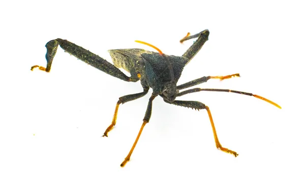 黑相间的刺槐是科昆虫科的一种叶足昆虫 呈橙色的尖尖触角 分布在白色背景的前视镜下 — 图库照片