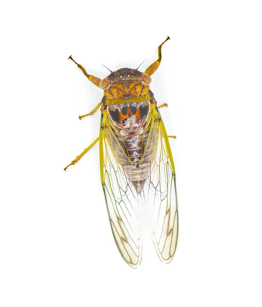 奥林匹克灌木西卡达 Cicada Diceroprocta Olympusa 在佛罗里达州的分布范围最广 在白色背景背景图上是孤立的 — 图库照片