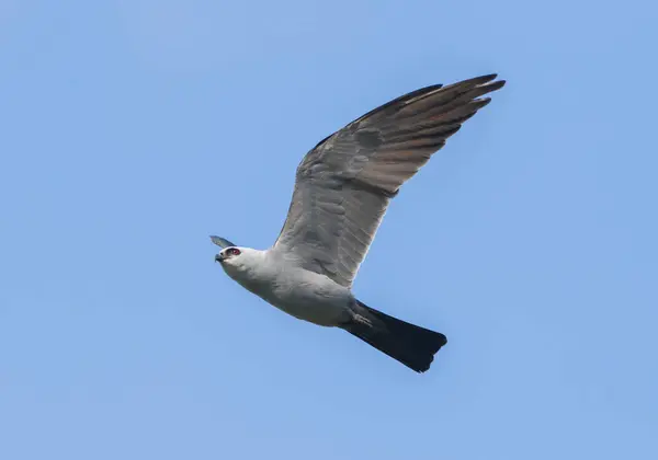 Mississippi Kite Ictinia Mississippiensis Voando Voando Céu Azul Olhando Para — Fotografia de Stock
