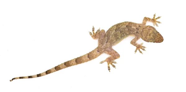 Tropikalny Afro Amerykański Lub Kosmopolityczny Dom Gecko Hemidactylus Mabouia Wspólna — Zdjęcie stockowe