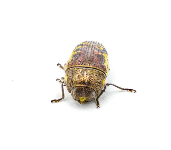 Плоскоголовый Белоголовый Кипарис Sapwood Borer Beetle Acmaeodera Pulchella Маленькое Желтое — стоковое фото
