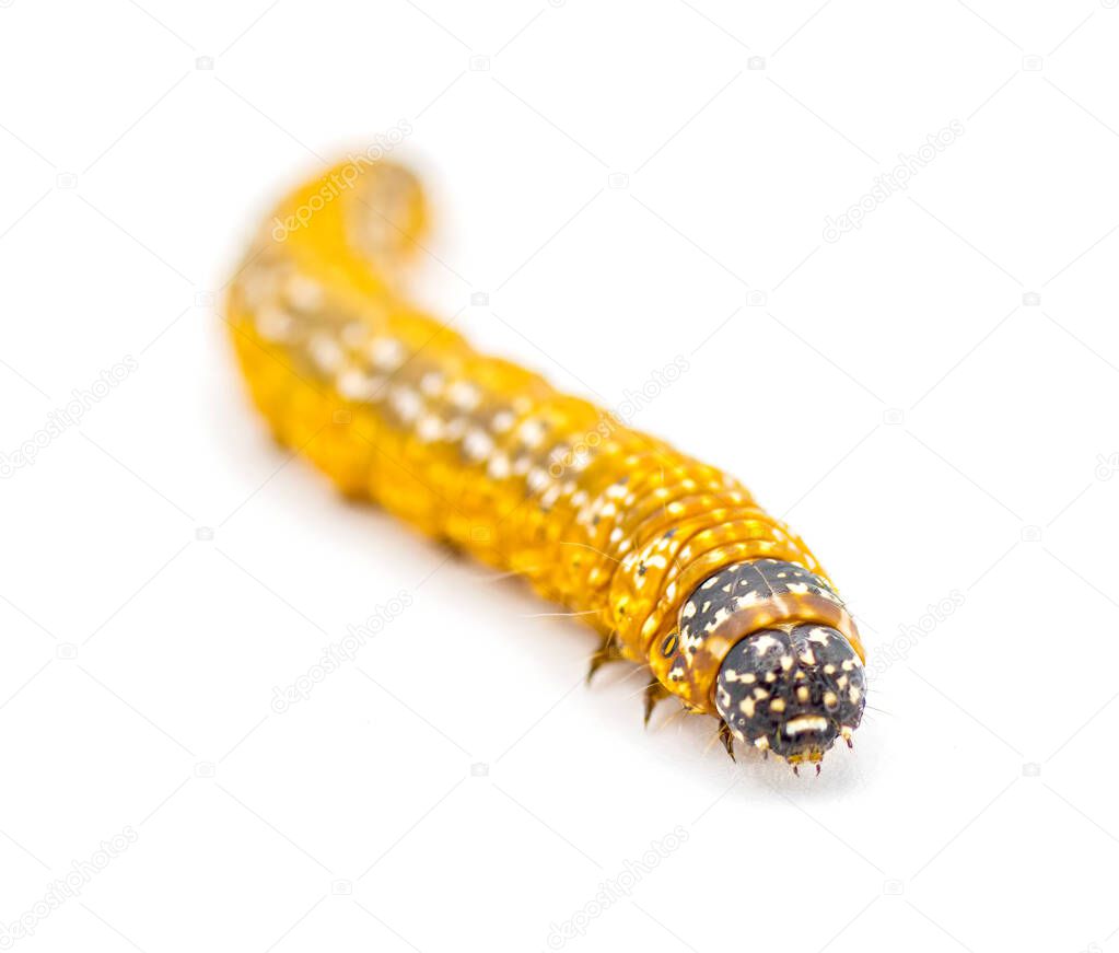 Omphalocera munroei la oruga de la polilla de la lombriz común