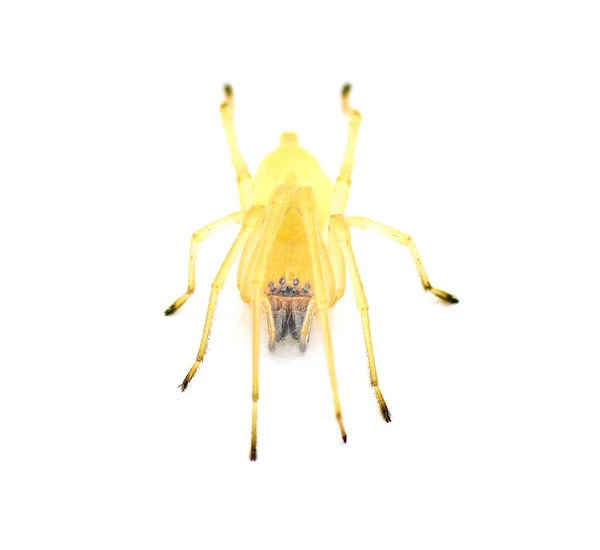 노란색 Sac Cheiracanthium 공격적이지만 무해한 배경에 Arachnid — 스톡 사진