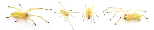 黑色的脚或美国黄色的土拨鼠蜘蛛 基拉坎贝尔包括 一个侵略性但无害的房子或家庭蜘蛛在白色背景下隔离四个视图 — 图库照片
