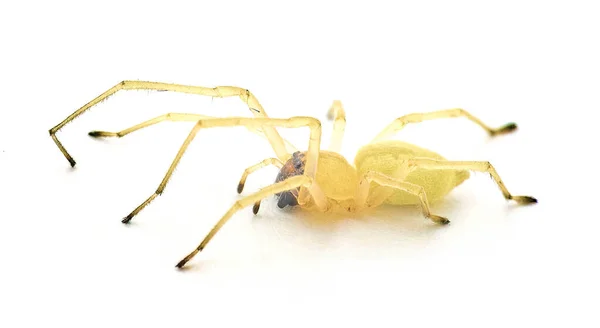 Černá Noha Nebo Americká Žlutá Agrarian Sac Pavouk Cheiracanthium Inclusum — Stock fotografie