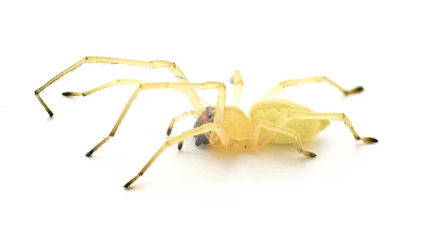 Patas Negras Araña Amarilla Americana Del Saco Agrario Cheiracanthium Inclusum — Foto de Stock