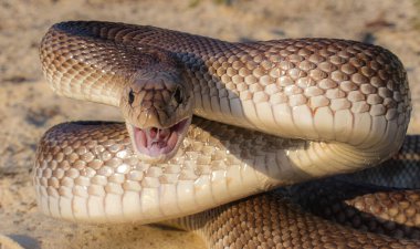 Wild Florida Pine Snake - Pituophis melanoleucus mugitus - is a nonvenomous reptile in the family Colubridae. Defensive posture head up while hissing with mouth open, epiglottis visible clipart