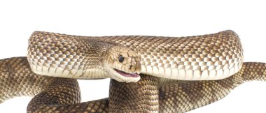 Wild Florida Pine Snake - Pituophis melanoleucus mugitus - Defensive posture head up while hissing with mouth open isolated on white background close up face view clipart