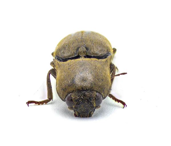 Brown Wireworm Orthostethus Infuscatus Вид Жука Щелкуна Семействе Elateridae Изолированный — стоковое фото