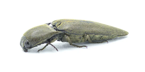 Brown Wireworm Orthostethus Infuscatus Adalah Spesies Kumbang Klik Dalam Famili — Stok Foto