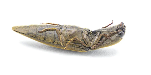 Orthostethus Infuscatus Een Keversoort Uit Familie Knipkevers Elateridae Geïsoleerd Witte — Stockfoto