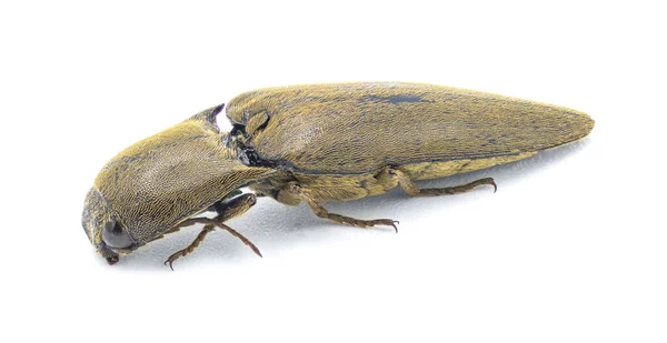 Orthostethus Infuscatus Uma Espécie Insetos Coleópteros Polífagos Pertencente Família Elateridae — Fotografia de Stock