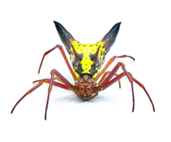 Şekilli Micrathena Orbweaver Veya Küre Dokumacı Örümceği Micrathena Sagittata Sarı — Stok fotoğraf