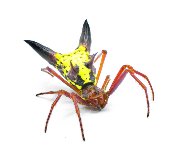 화살표 모양의 Micrathena Orbweaver Orb Weaver Spider Micrathena Sagittata 노란색 — 스톡 사진