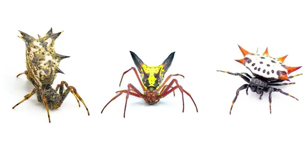 Три Орбітальних Ткача Павуків Гострими Шипами Або Шипами Знайдених Флориді — стокове фото