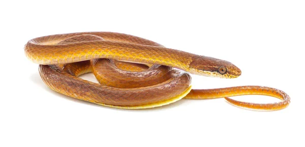Wąż Lasu Sosnowego Rhadinaea Flavilata Aka Wąż Żółtymi Ustami Lub — Zdjęcie stockowe