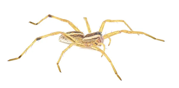 Rabid Wolf Spider Rabidosa Rabida Βρίσκεται Κυρίως Στις Ανατολικές Και — Φωτογραφία Αρχείου