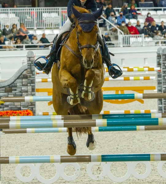 Pferdesport Springen Springwettbewerb Reiten Thema Foto Ansicht Des Reiters Springt — Stockfoto
