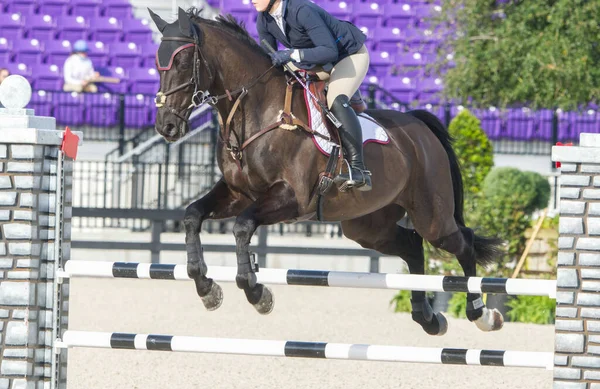 Окала Флорида Кінний Спорт Стрибки Конях Показати Змагання Безкоштовно Кінні — стокове фото
