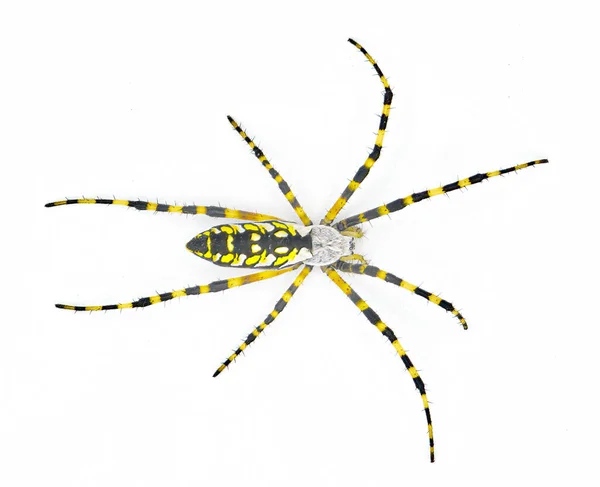 Dişi Yetişkin Siyah Sarı Bahçe Örümceği Altın Bahçe Örümceği Yazı — Stok fotoğraf